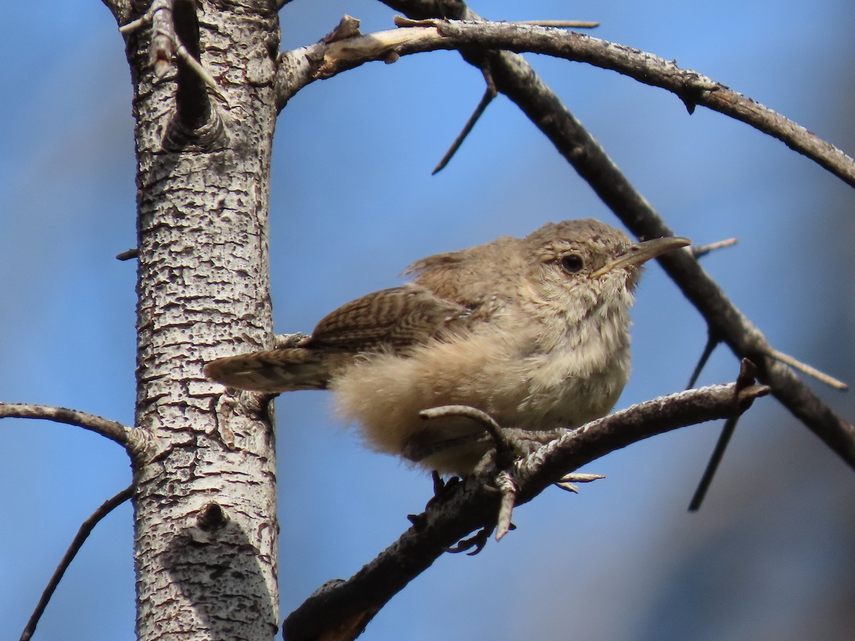 Rock Wren - ML622934912