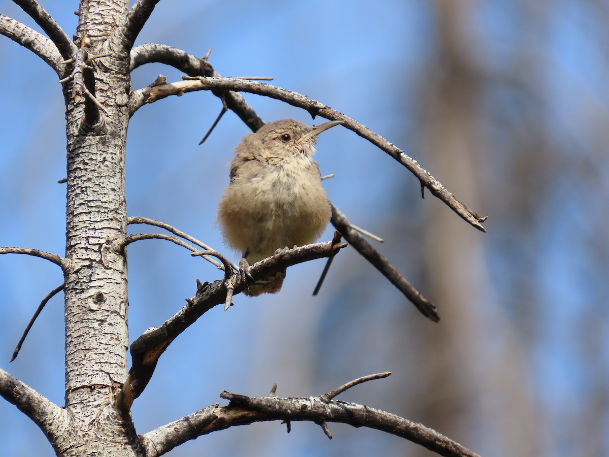 Rock Wren - ML622934913