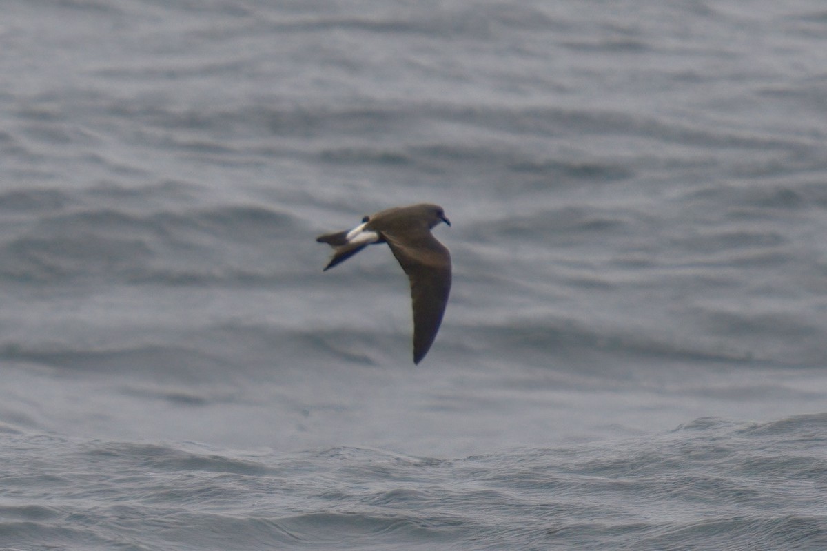 Leach's Storm-Petrel (Leach's) - Mark Wilson