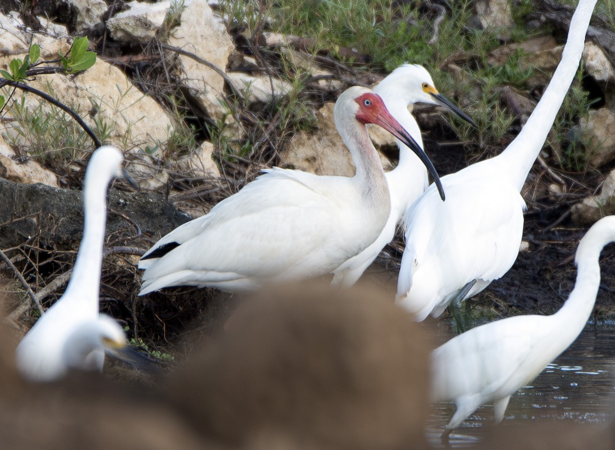 White Ibis - ML622934970