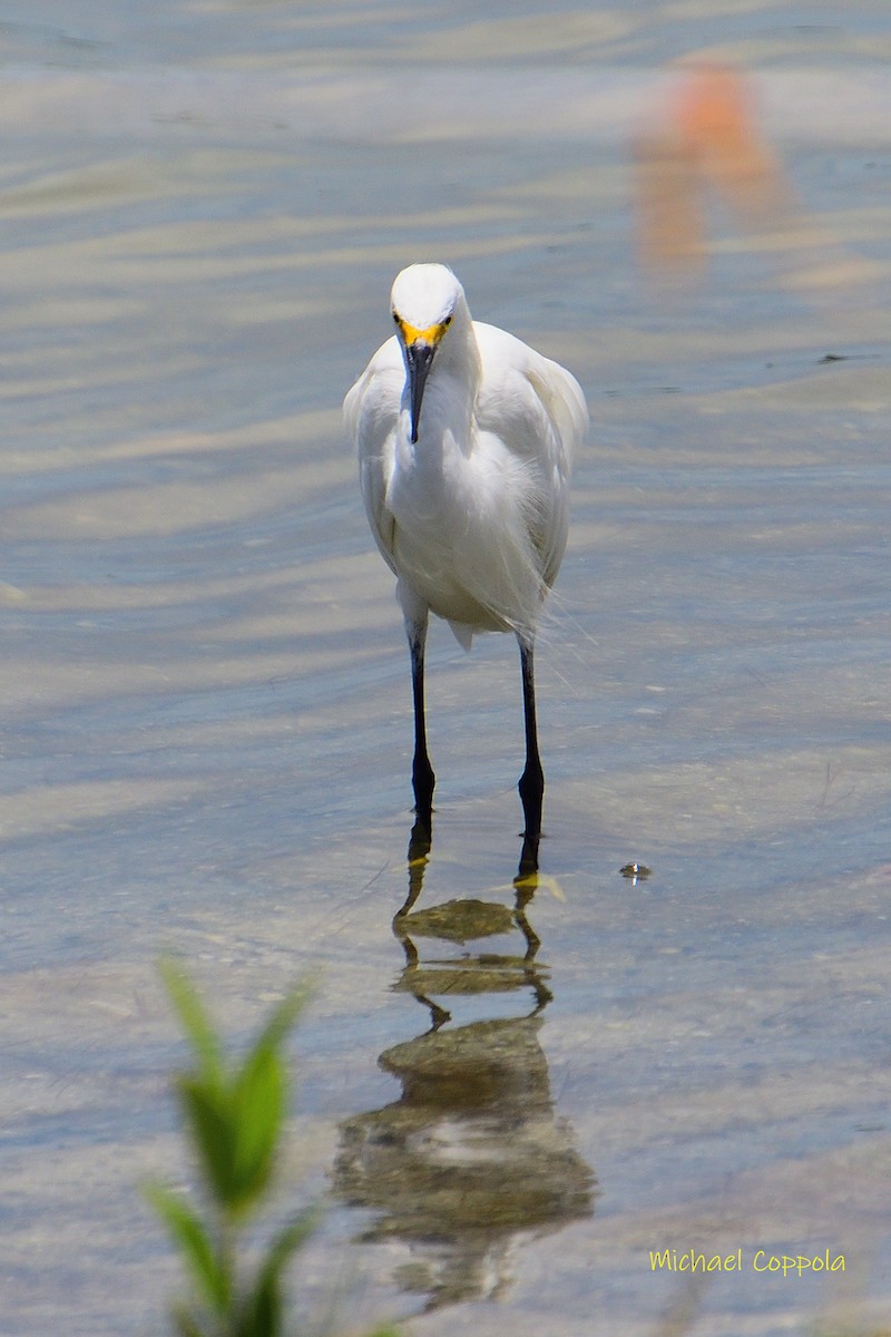 Snowy Egret - Michael Coppola