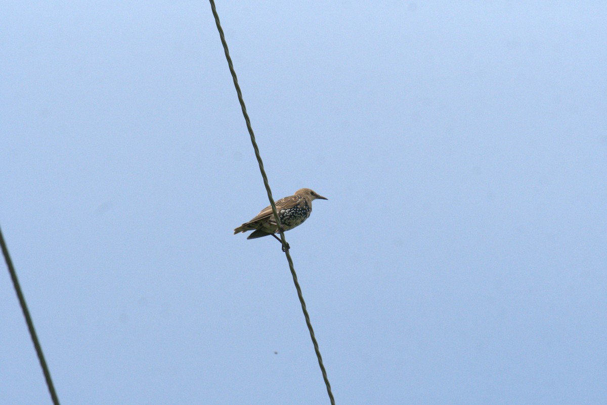 European Starling - Cindy & Gene Cunningham