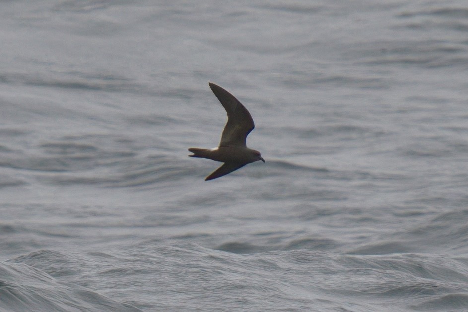 Leach's Storm-Petrel (Leach's) - ML622935077