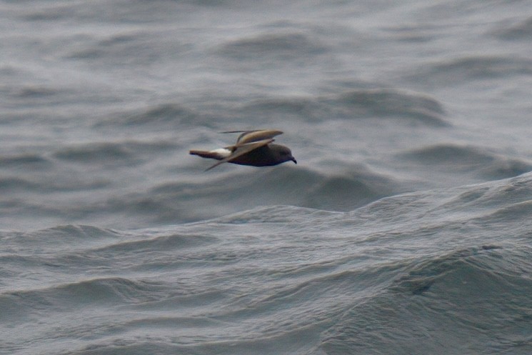 Leach's Storm-Petrel (Leach's) - ML622935078