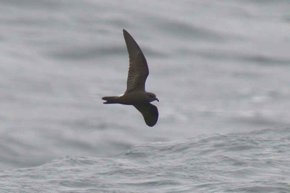 Leach's Storm-Petrel (Leach's) - ML622935079