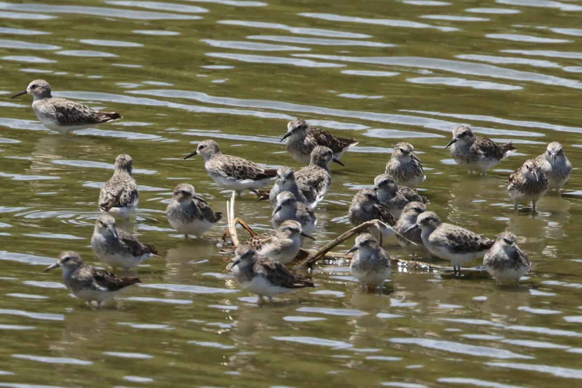 Least Sandpiper - ML622935120