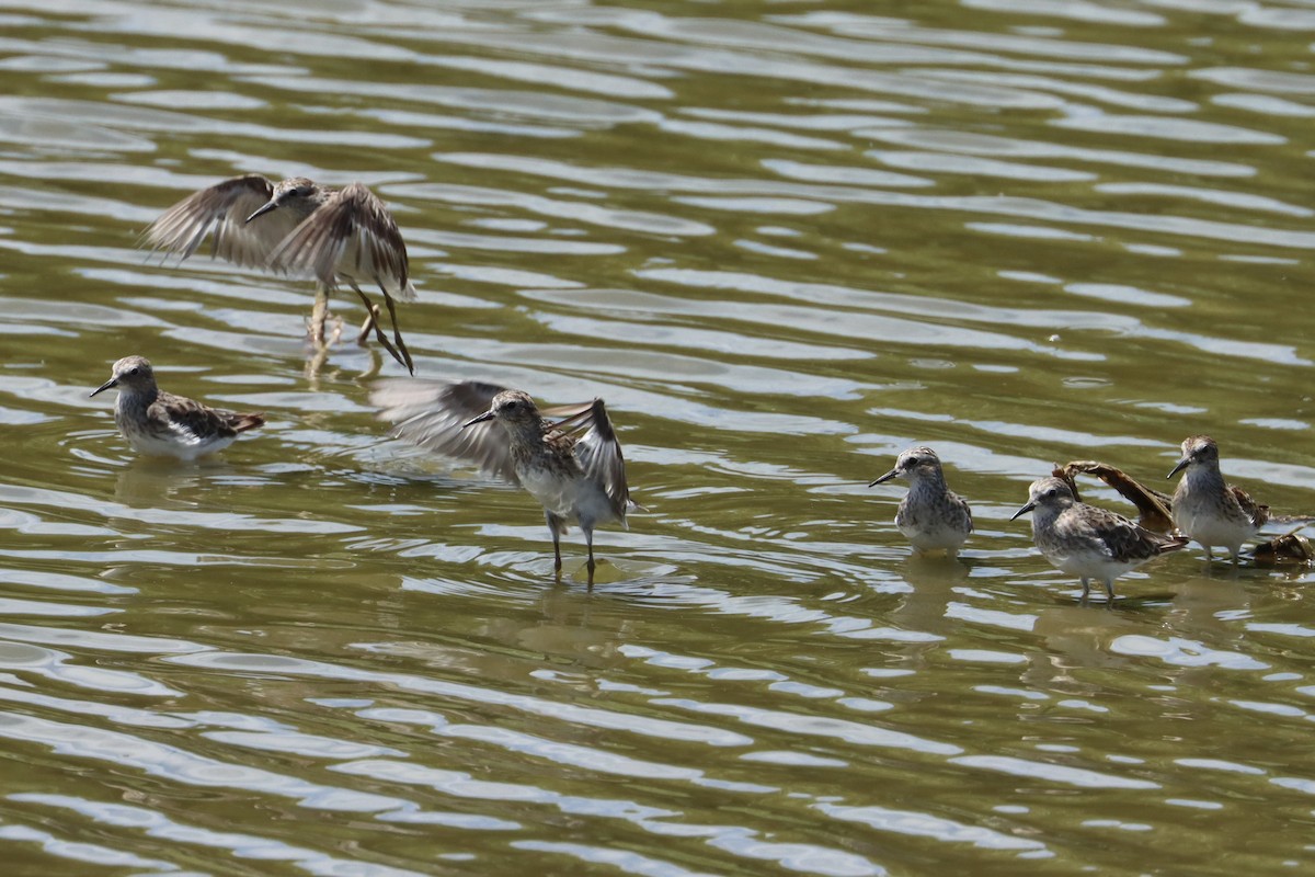 Least Sandpiper - ML622935123