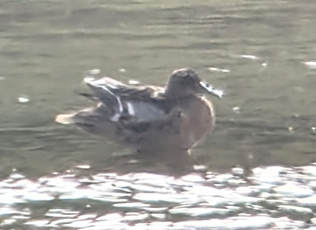 Garganey - ML622935197