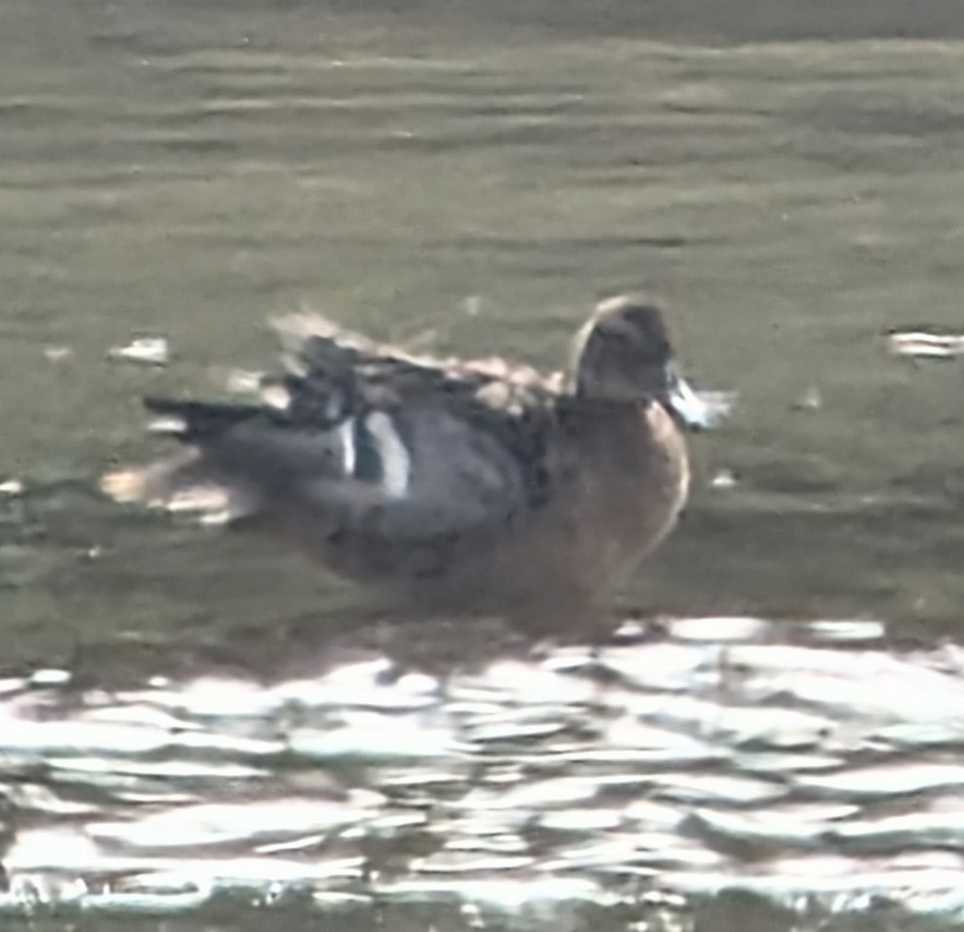 Garganey - ML622935198