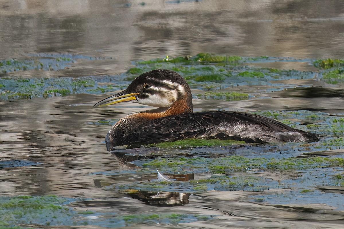 Red-necked Grebe - Gavin Edmondstone