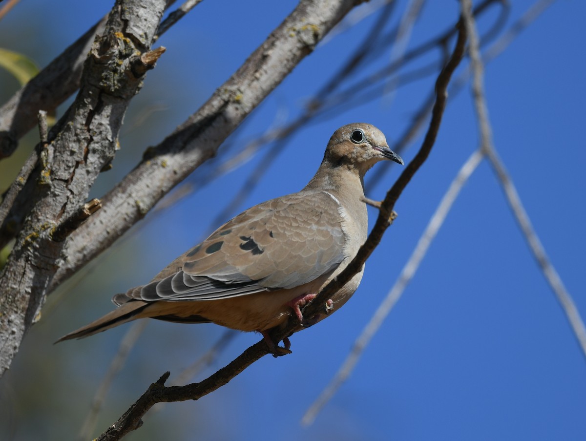 Mourning Dove - ML622935207