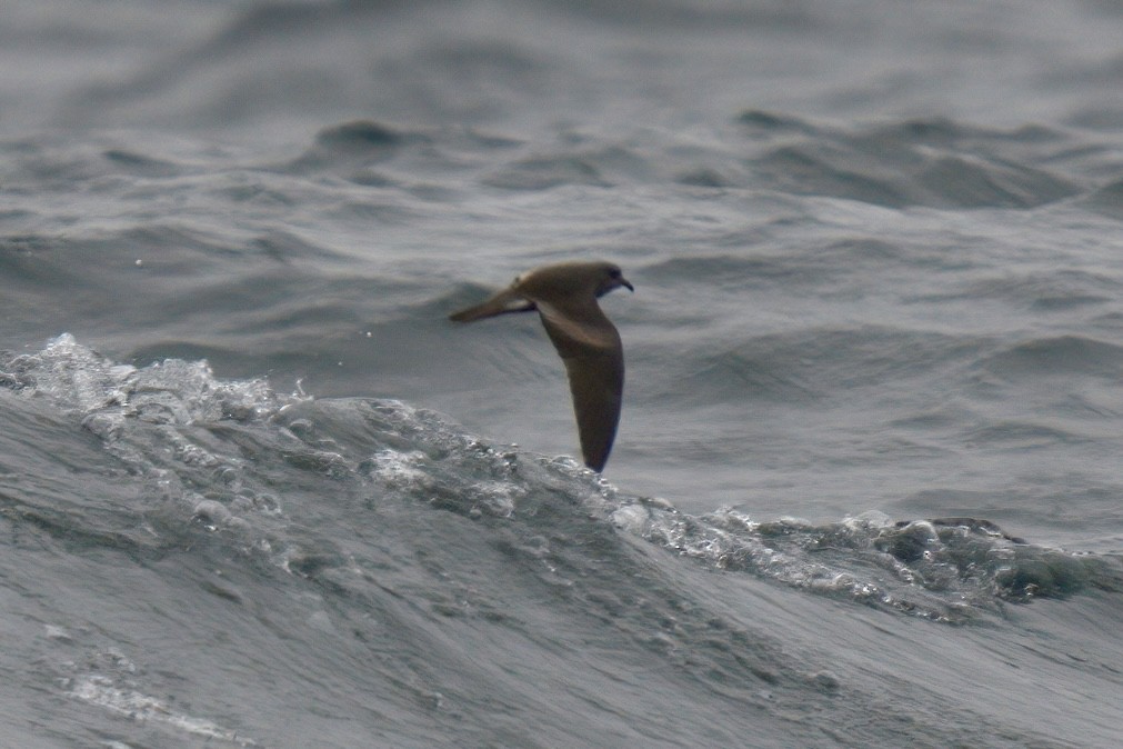 Leach's Storm-Petrel (Chapman's) - Mark Wilson