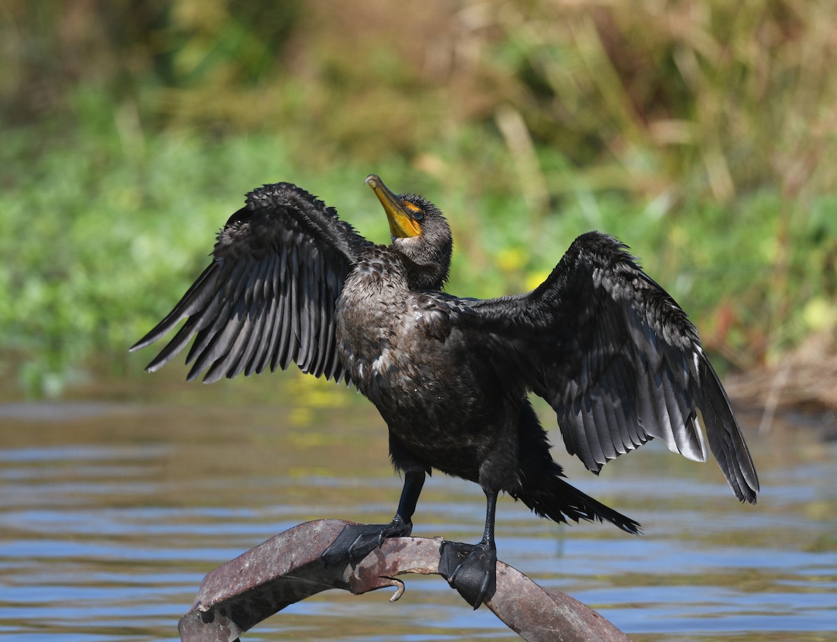 Double-crested Cormorant - ML622935221