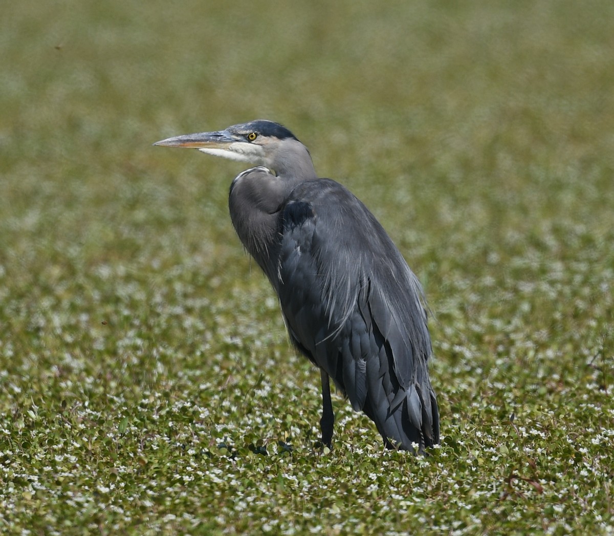 Garza Azulada - ML622935226