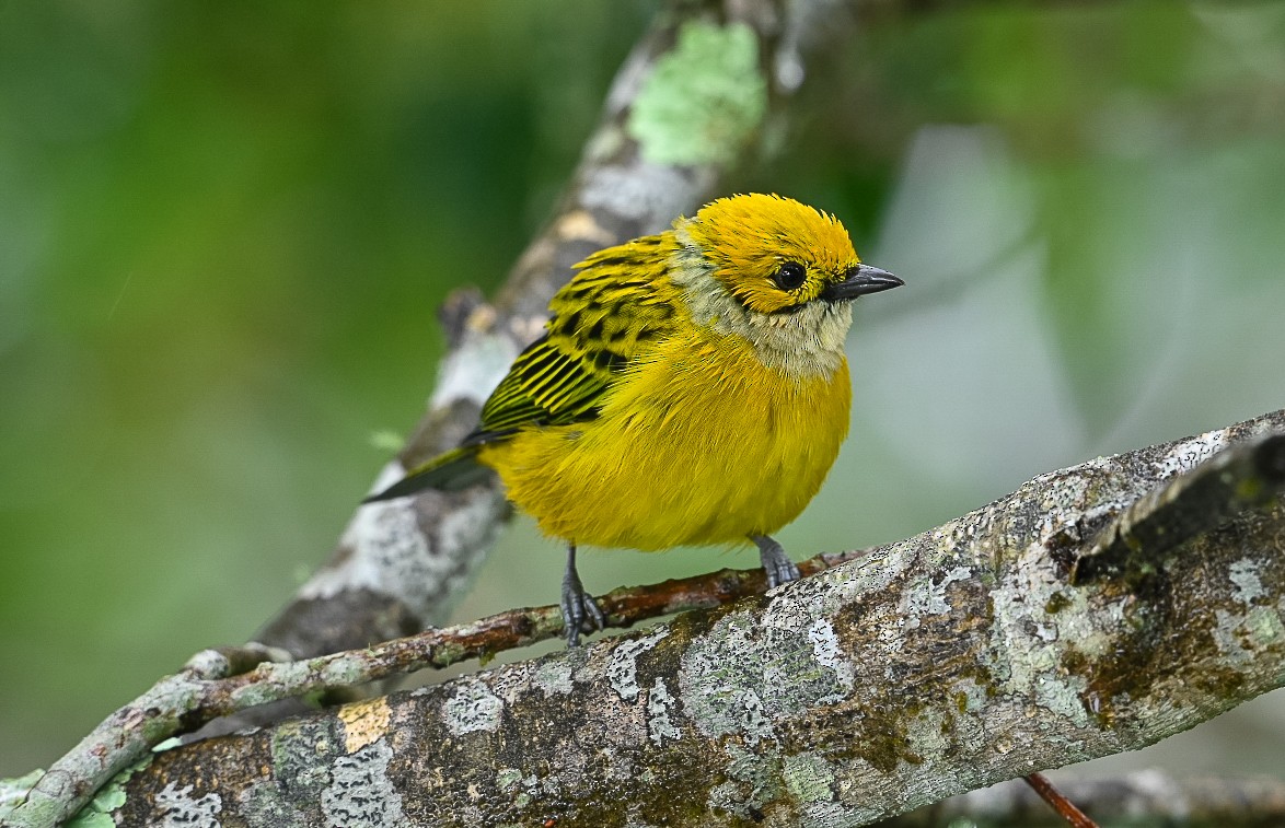 Silver-throated Tanager - ML622935234