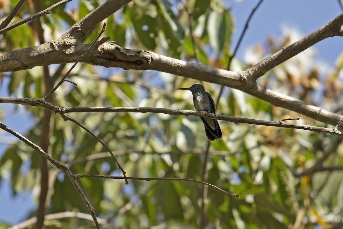 White-vented Violetear - ML622935281