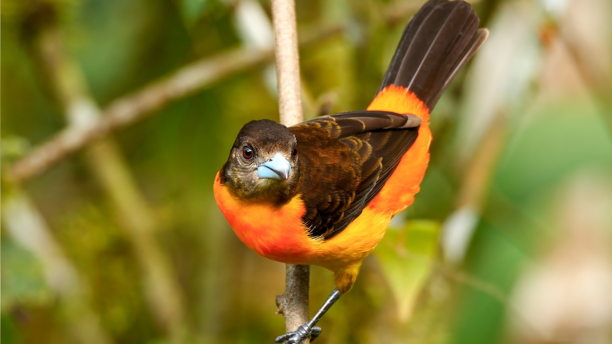 Flame-rumped Tanager - ML622935363