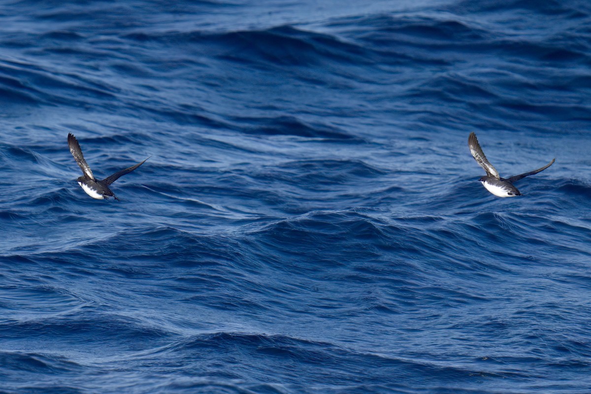 Craveri's Murrelet - ML622935396