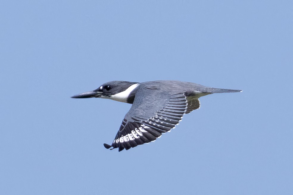 Belted Kingfisher - ML622935463