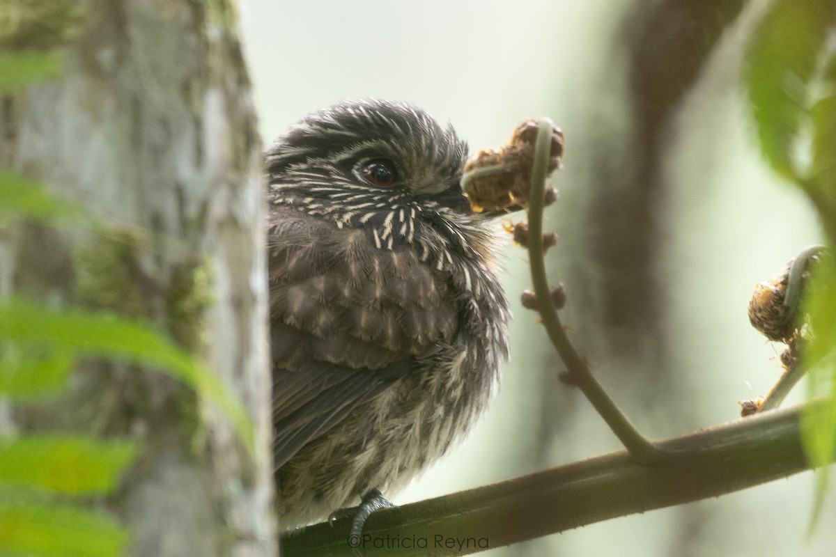 Black-streaked Puffbird - ML622935476