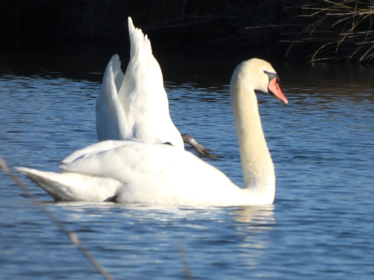 Mute Swan - ML622935485