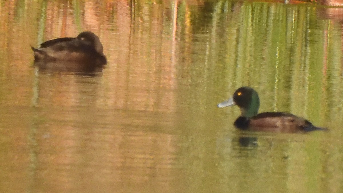 New Zealand Scaup - ML622935512