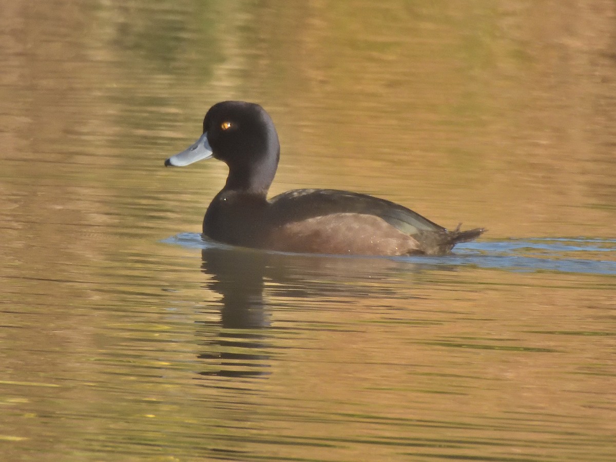 New Zealand Scaup - ML622935514