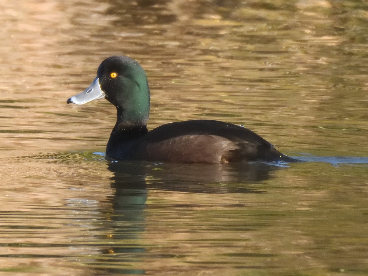 New Zealand Scaup - ML622935515