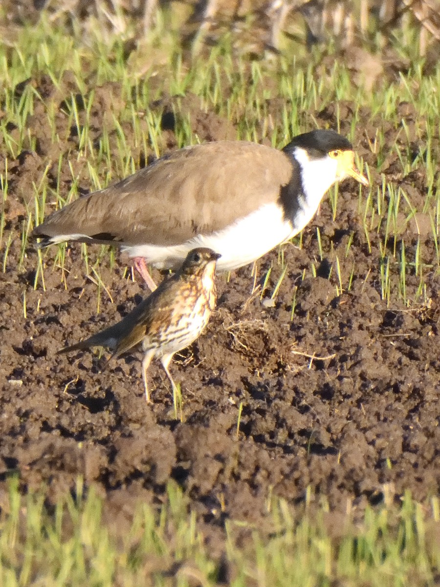 Masked Lapwing - ML622935540