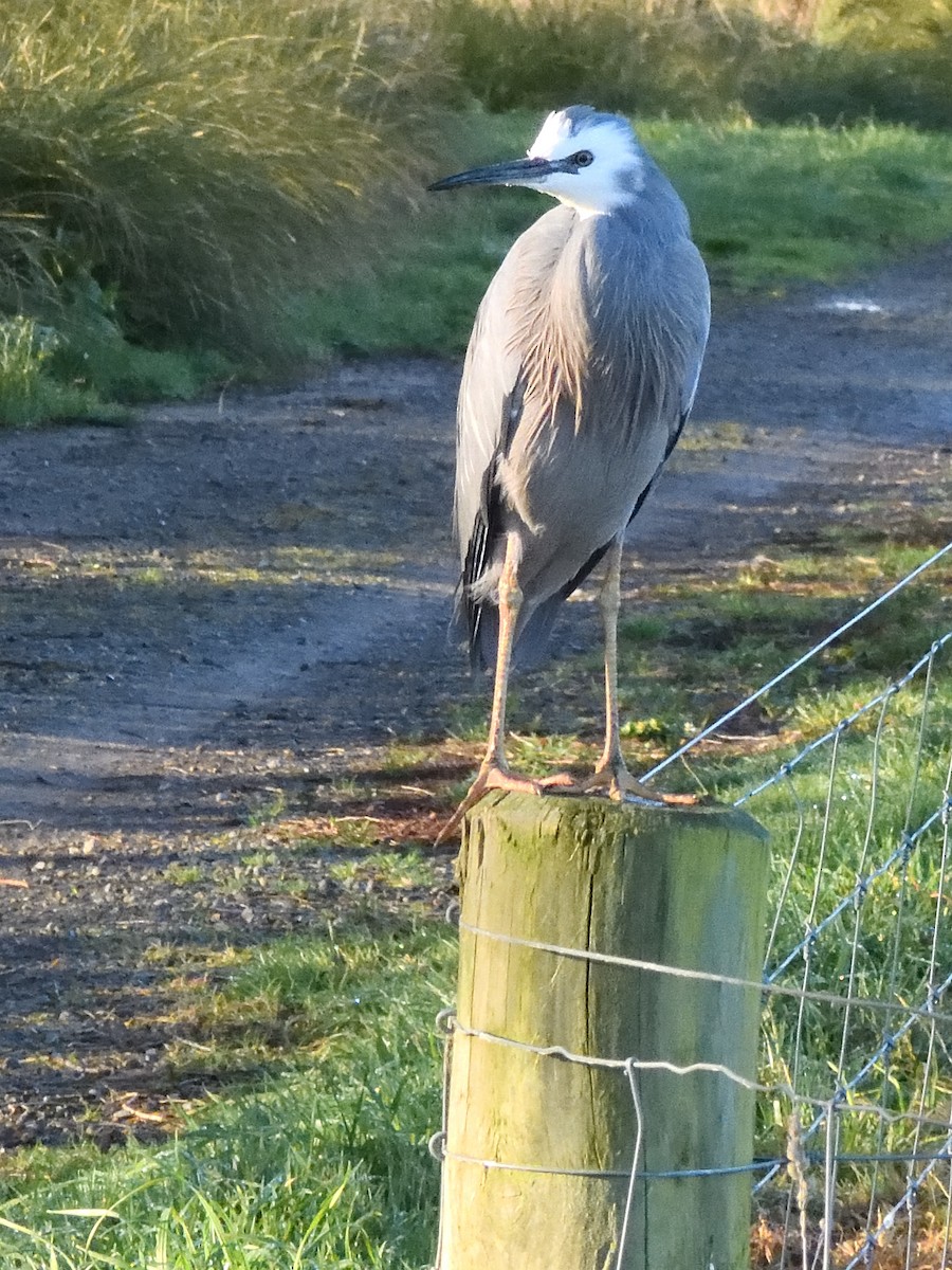 White-faced Heron - ML622935575
