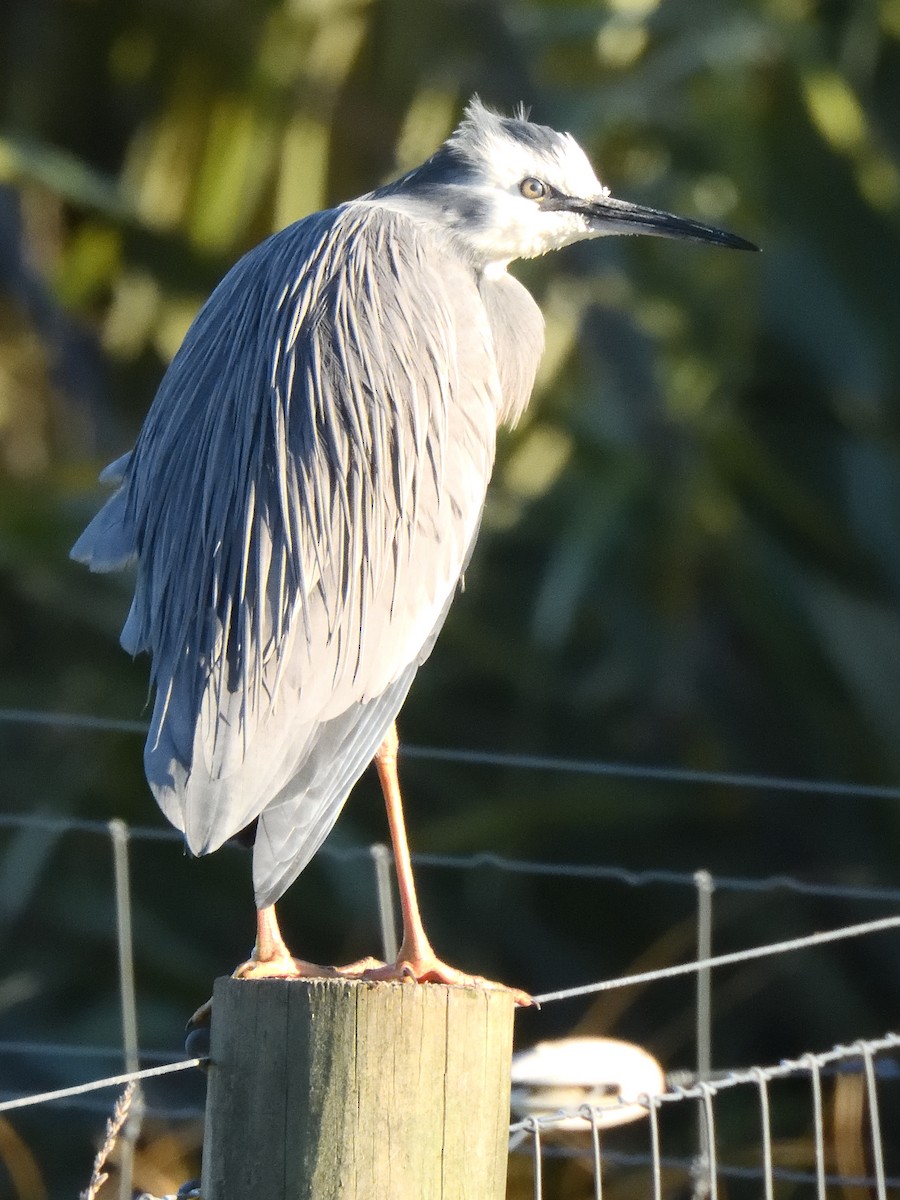 White-faced Heron - ML622935576
