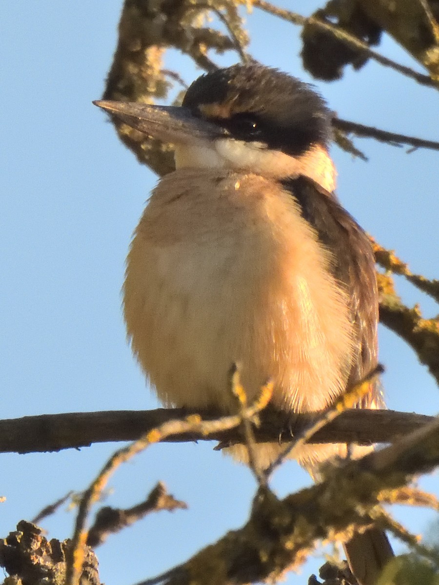 Sacred Kingfisher - ML622935589