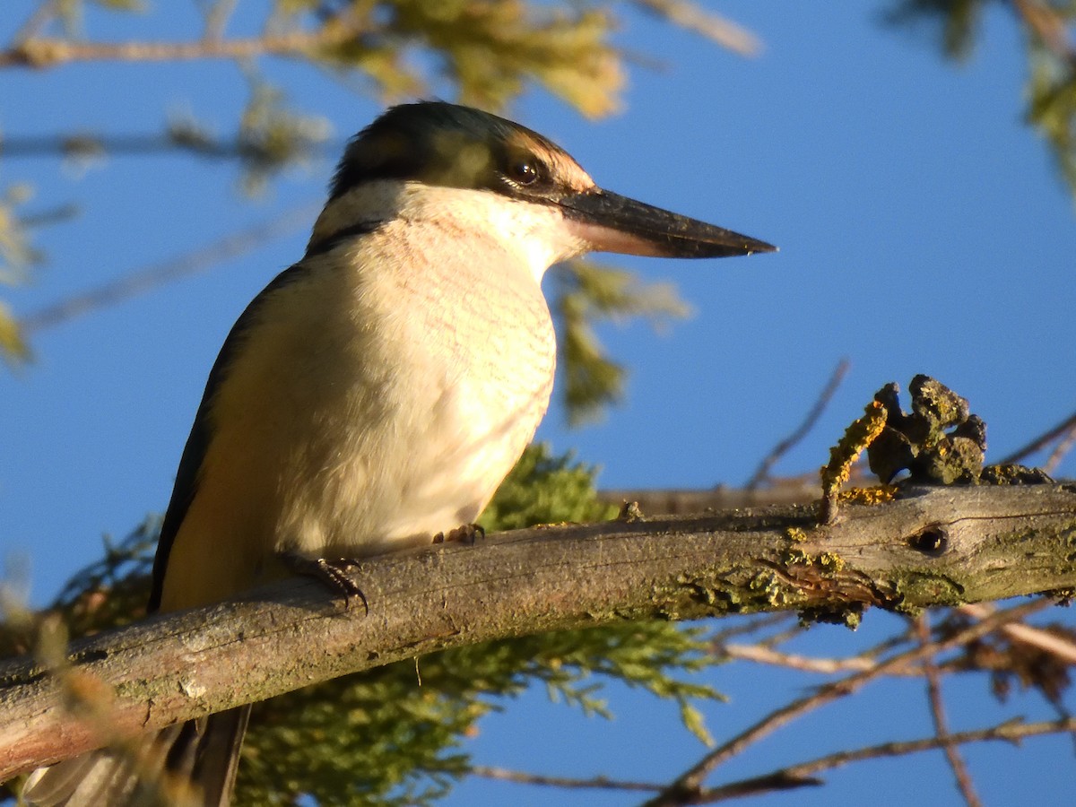 Sacred Kingfisher - ML622935590