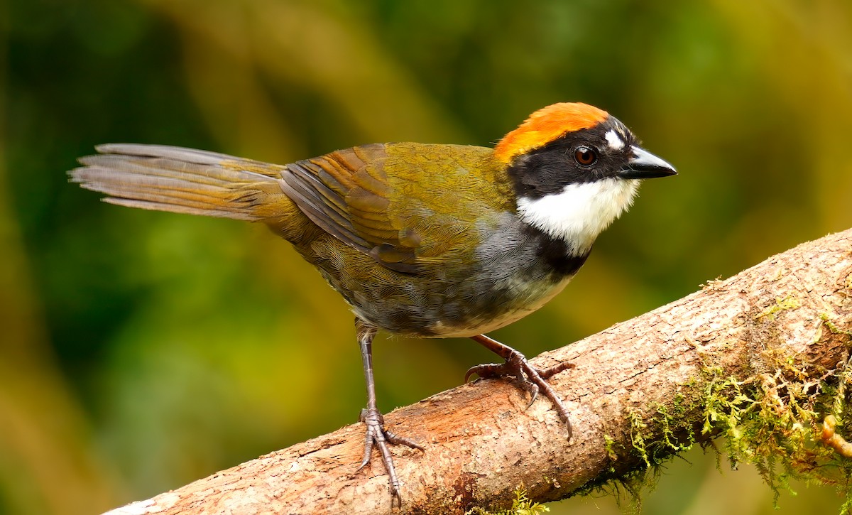 Chestnut-capped Brushfinch - ML622935609