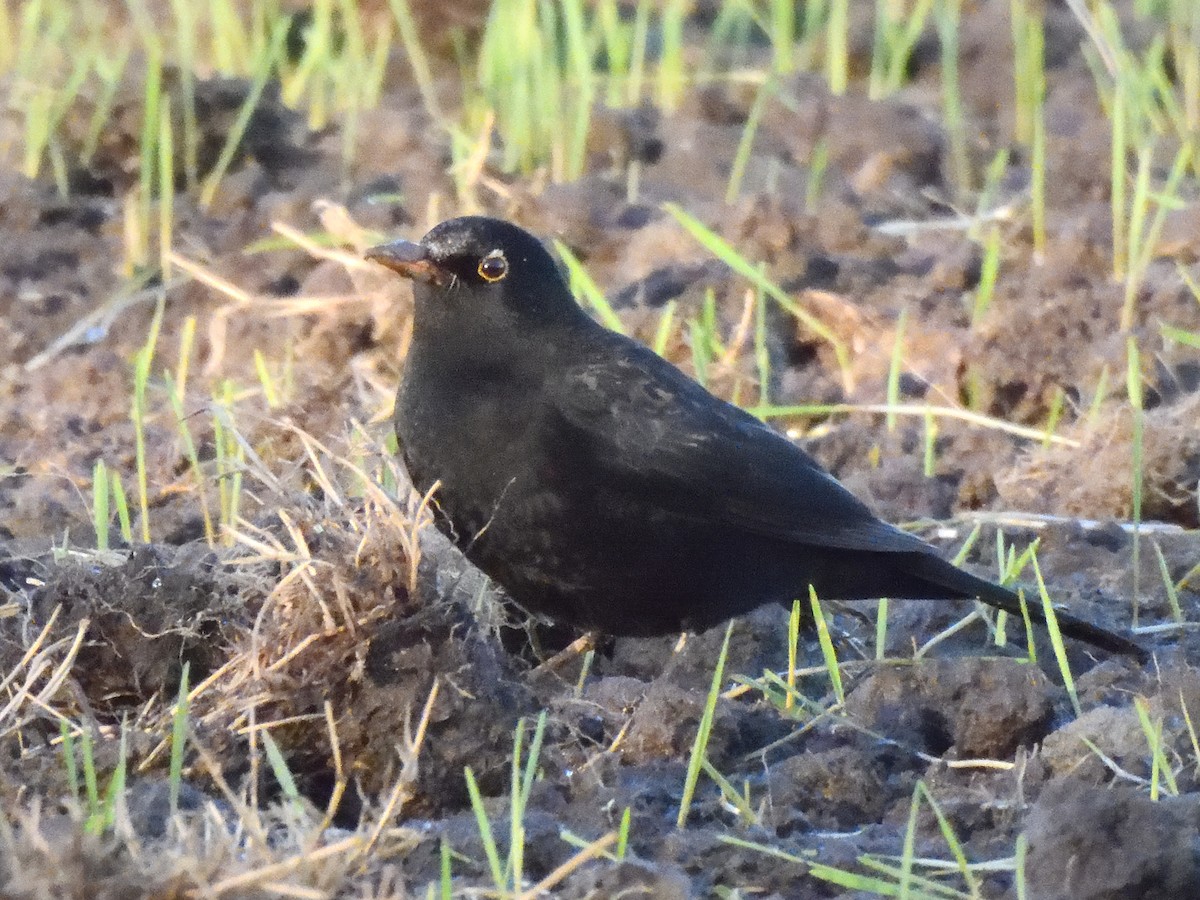 Eurasian Blackbird - ML622935611