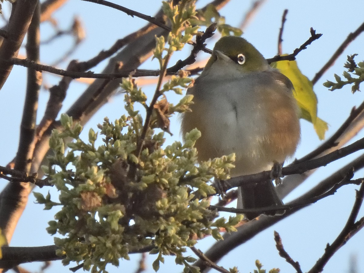 Silvereye - ML622935621