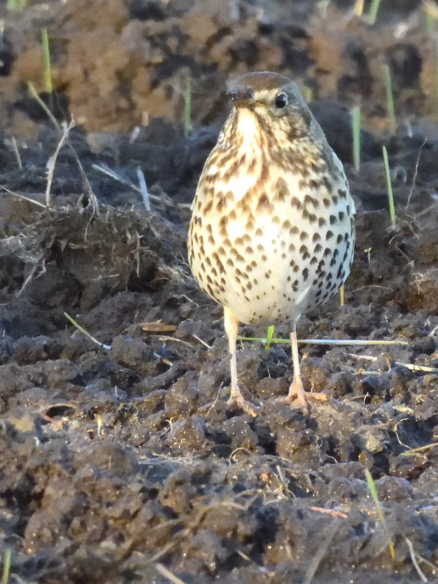 Song Thrush - ML622935637