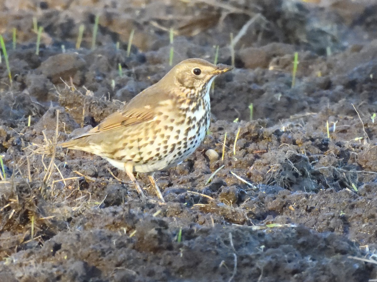 Song Thrush - ML622935638