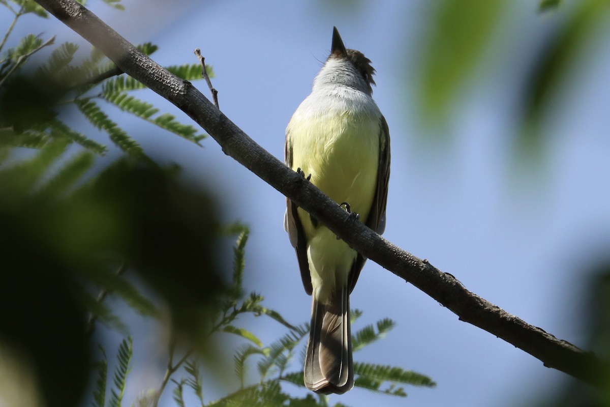 Nutting's Flycatcher - John van Dort