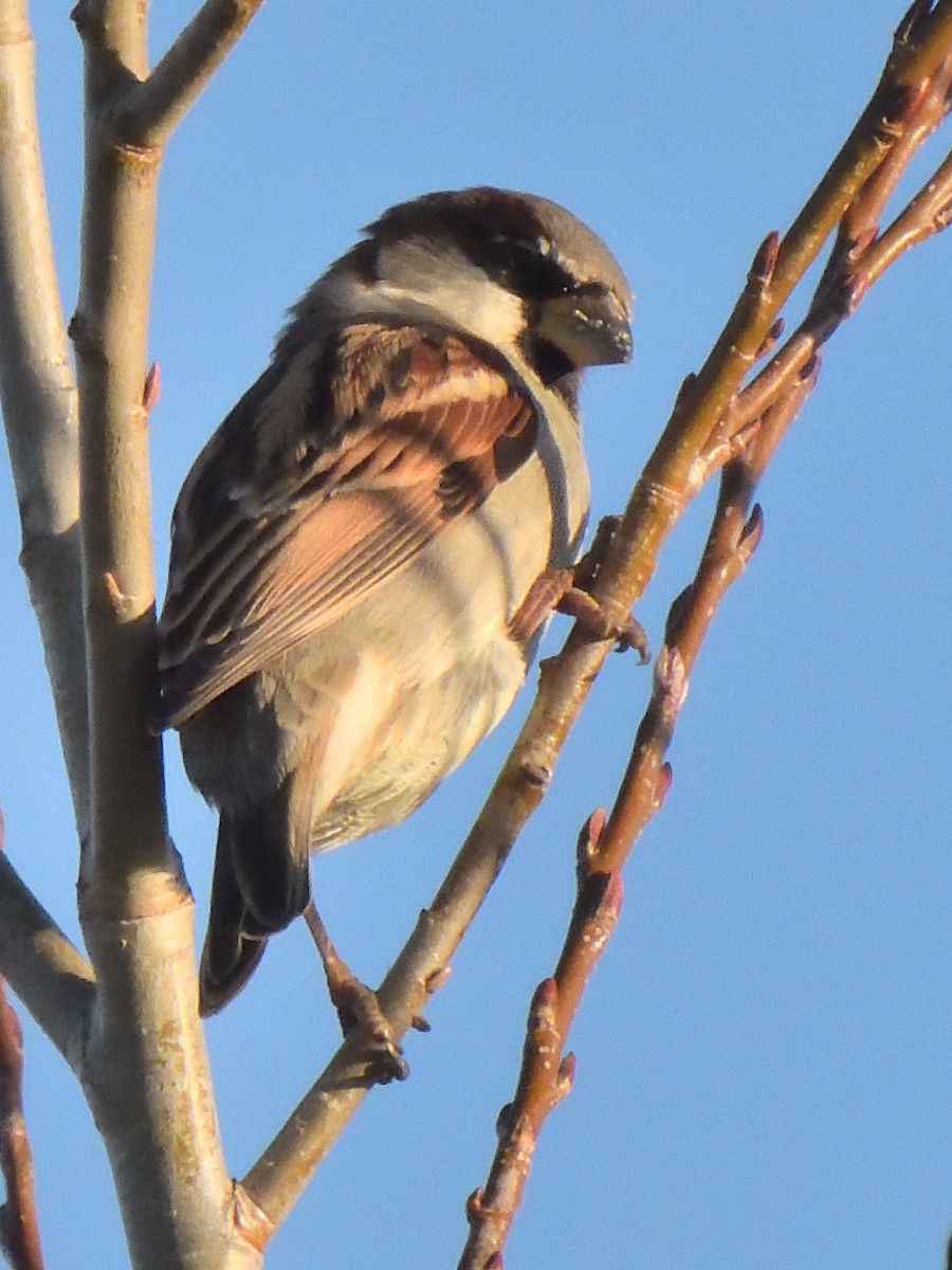 House Sparrow - ML622935651