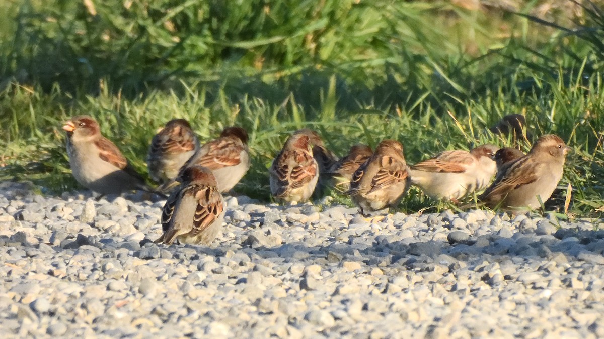 House Sparrow - ML622935652