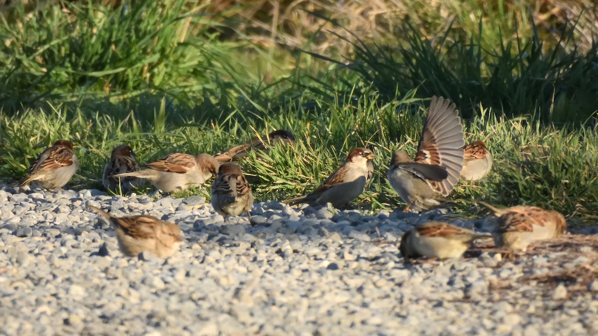 House Sparrow - ML622935653