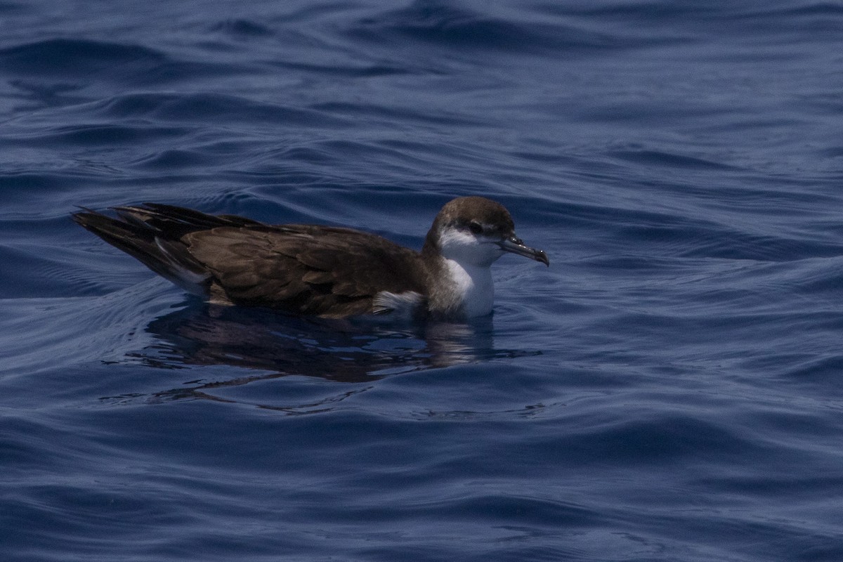 Audubon's Shearwater - Geoff Hill