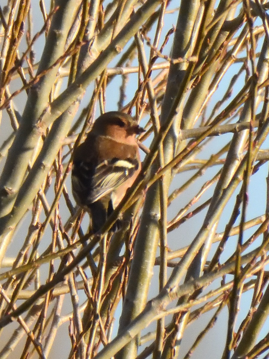 Common Chaffinch - ML622935668
