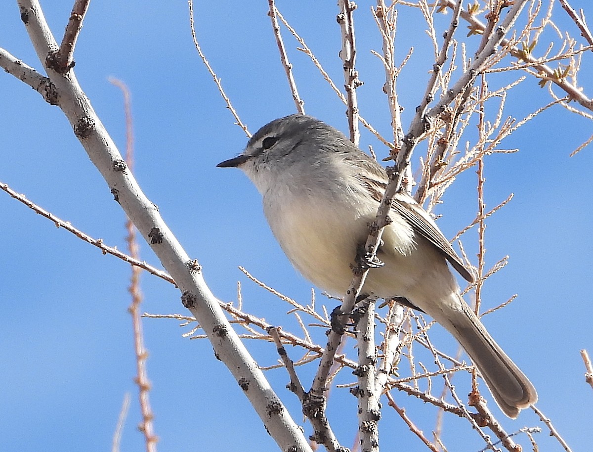 Tyranneau à toupet - ML622935702