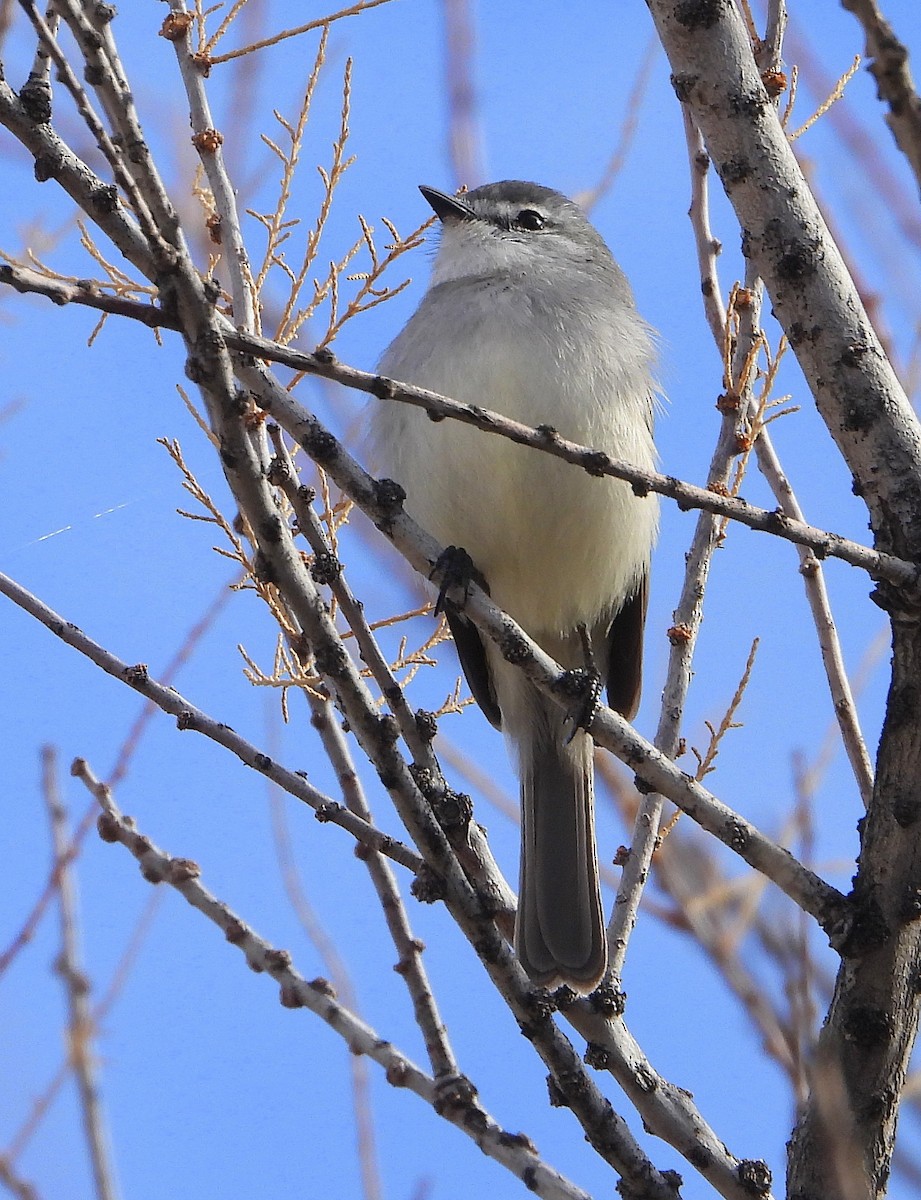 Tyranneau à toupet - ML622935707