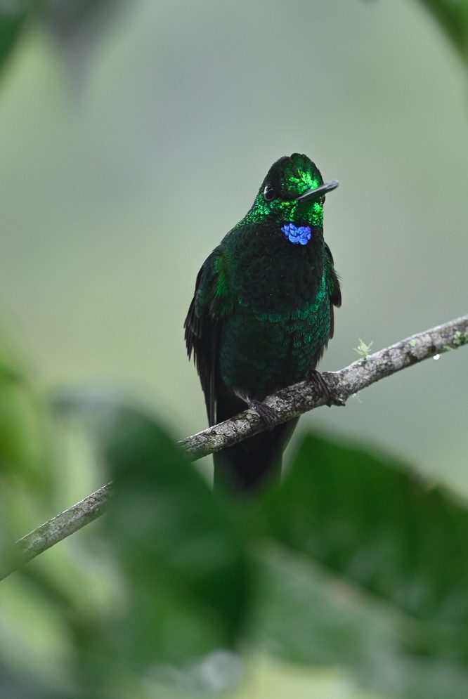 Green-crowned Brilliant - ML622935833