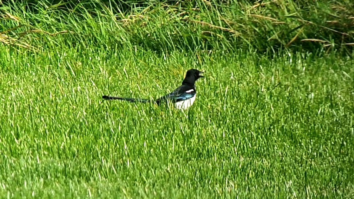 Eurasian Magpie (Eurasian) - ML622935872