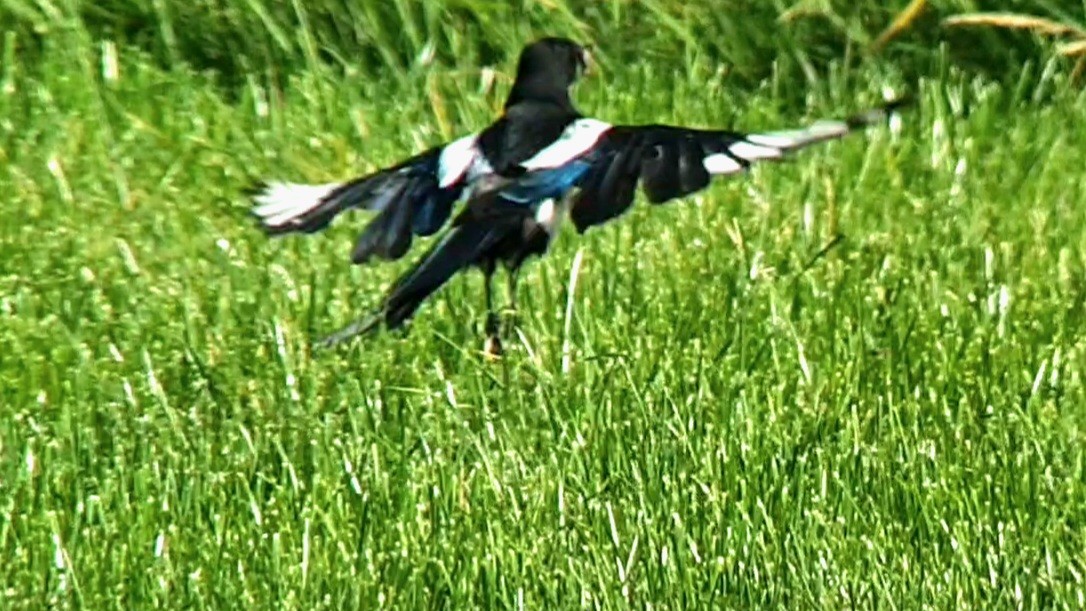 Eurasian Magpie (Eurasian) - ML622935873