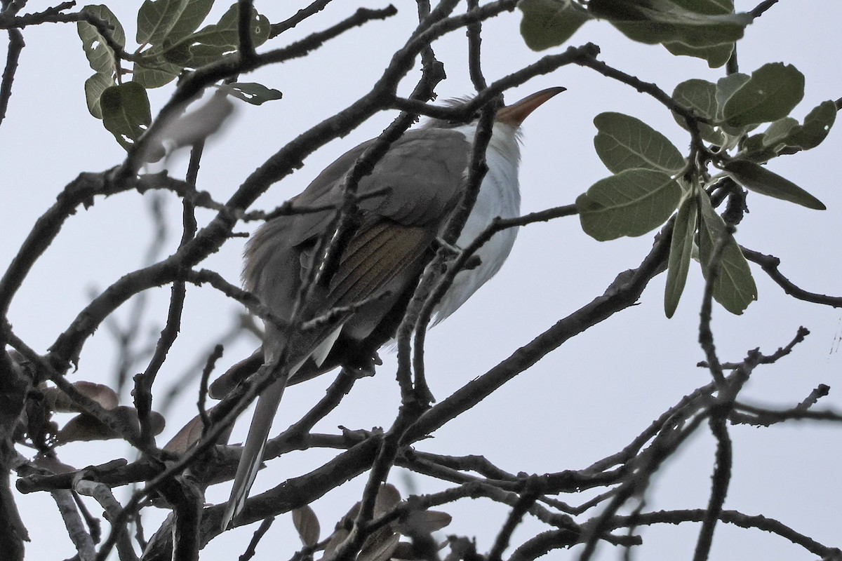 Yellow-billed Cuckoo - ML622935895